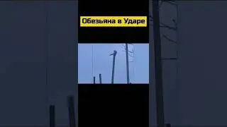 #animal #nature #animals #shortsvideo #wildlife #шортс #шортс2023