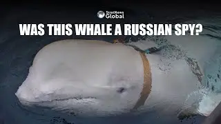 Beluga Whale, Suspected Of Spying For Russia, Found Dead Off Norway | #russia #norway #whale