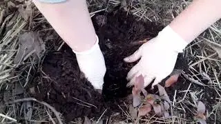 Голубика весной