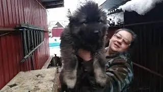 Варяг