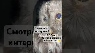 Сибири поддерживает 🤝.