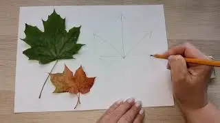 How to draw a maple leaf.