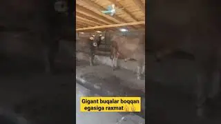 1 Tonnalik gigant shvet buqalar 👍👍👍 xammamizga nasib qilsin 