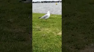 Seagull at yyc not at the sea Oct 23
