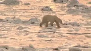 Белый медведь в арктике || White Bear