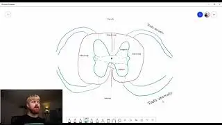 Opbygningen af Medulla Spinalis.