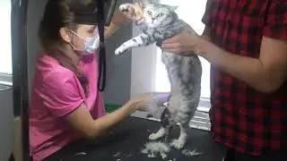 Cat grooming. Стрижка британской кошки