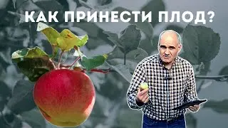 Why Don't We Bear Fruit? | Pastor Vasile Filat
