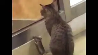 Tom And Jerry Planning How To Steal Food From Subway - Vine