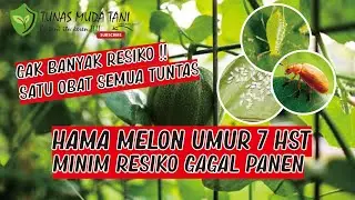 Hama Tanaman melon dan obatnya | Tanam Melon