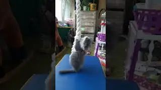 котенок 
