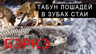 КОМАНДИРОВКА ЗА ВОЛКАМИ. ТАБУН ЛОШАДЕЙ В ЗУБАХ СТАИ.