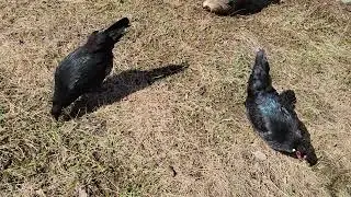 spring chickens