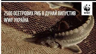 2500 осетрових риб в Дунай випустив WWF Україна задля відновлення червонокнижних популяцій