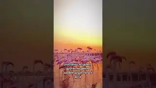 25 генный ключ - безусловная любовь! Сильная сторона - принятие и любовь!