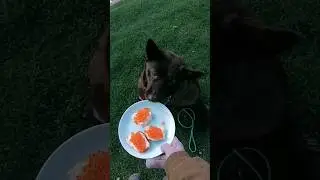 собаки едят красную икру😨👑 #perrodog #рек #собаки
