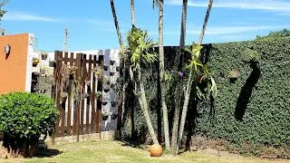 VLOG no jardim - Plantas Novas | Página da kika