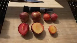 Sweet Treat Pluerry, Candy Heart Pluerry, and Flavor King Pluot Comparison (8/29/21)