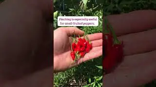 How to Pinch Pepper Plants for More Fruits #shorts #growingpeppers #pepperplants #vegetablegardening