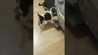 щенок эстонской гончей