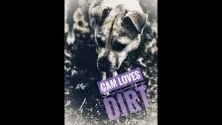 Dog bath gone bad
