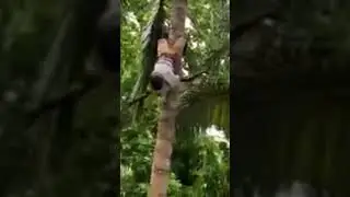 Kamala Harris Coconut Tree