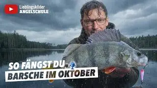 FANGGARANTIE - So fängst du BARSCHE im Oktober 🎣 ✅