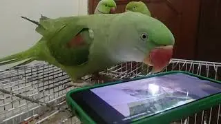 Mithu's Mobile Adventures: A Parrot's Digital Discovery Screen Time #parrot  #mitthu #cute