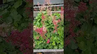 гейхера из семян