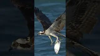 Crazy Osprey catches huge fish and struggles to fly away with it! 