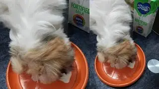 DOG LOVES SELECTA FORTIFIED MILK MY DAILY AND BEST FAVORITE MILK:CHINGKIE PINKY❤️❤️❤️💯☑️🛎️🐕👍