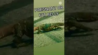Fat belly or Pregnant? shorts | Animal fat belly or Pregnant shorts video | Fat belly?? Pregnant?