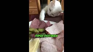 Про кота 1.0.1 #shorts  #cat #funny #юмор