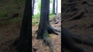 Томская область , тайга 🌲