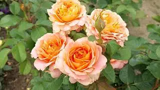 The best floribunda roses in my garden are Vivienne Westwood and Henrietta Barnett.