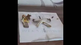 Свинная костная материя,ловим собаку?!