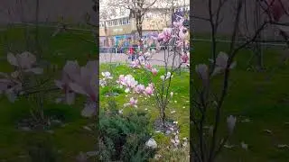цветы 