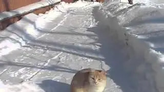 Котенок ловит снежки