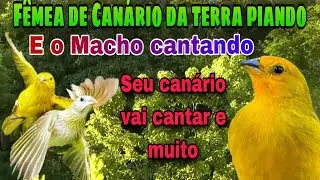 Foguea seu Canário da Terra com Esse Piado de Fêmea e o Macho Cantando, Com o Som da Natureza