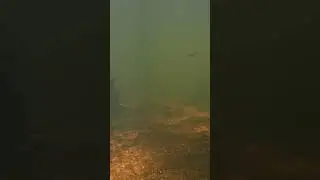 Реки под водой 2. Rivers underwater 2 