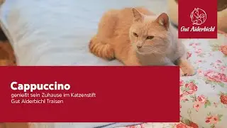 Die dunkle, helle Welt des Katers Cappuccino