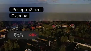 Вечерний лес. Cinematic drone video. Shot on DJI Mini 2