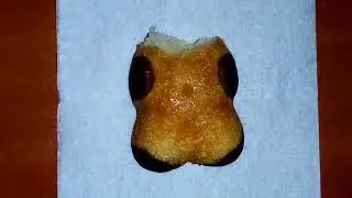 Расчленение Барни