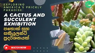 A Cactus and Succulent Exhibition - පතොක් සහ සකියුලන්ට් ප්‍රදර්ශනයක්