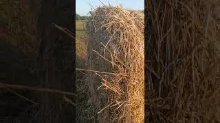 Сенокосная пора /рабата в деревне/ 
