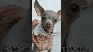 тг канал: Той Руби 💛🐾 