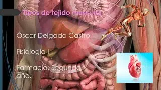 Tejido Muscular