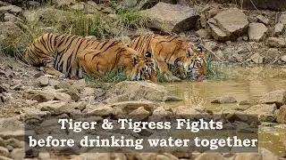 Tiger and Tigress fights and drinks water together