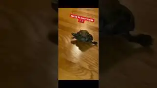 Frog chilling on the turtle’s back 🤣🤣