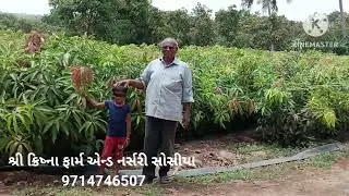 કેસર આંબાની કલમ